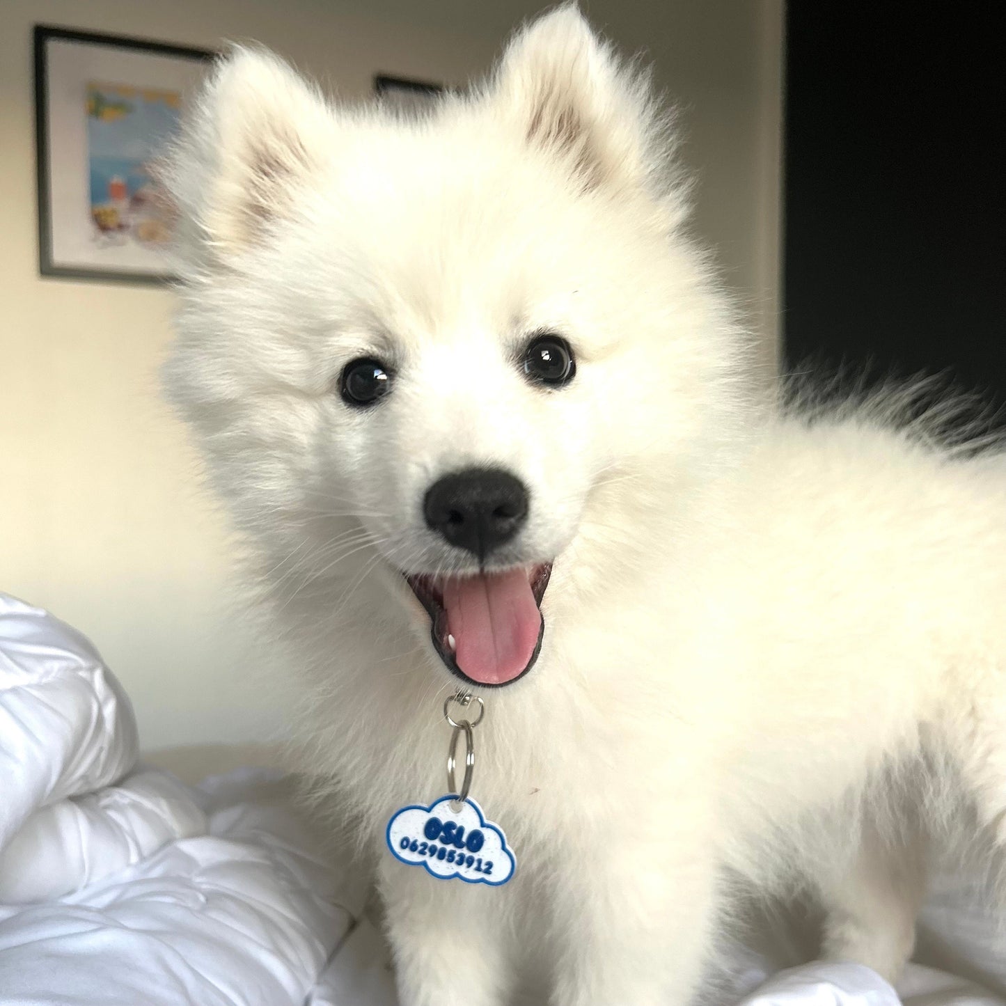 Médaille chien sans bruit nuage confortable pour chien, animaux, ou chats à personnaliser prénom  médaille d'identité avec choix de couleurs